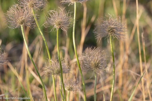 prairie pasqueflower