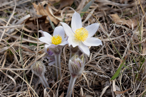 prairie pasqueflower