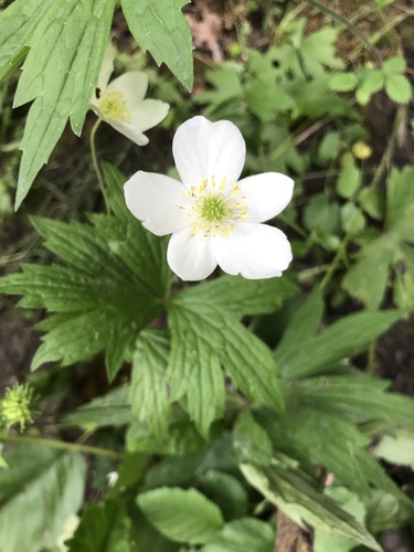 meadow anemone