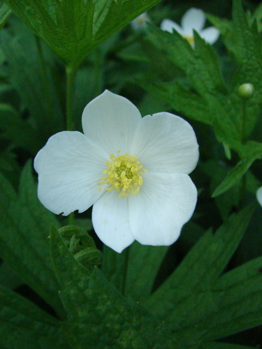 meadow anemone