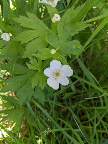 meadow anemone