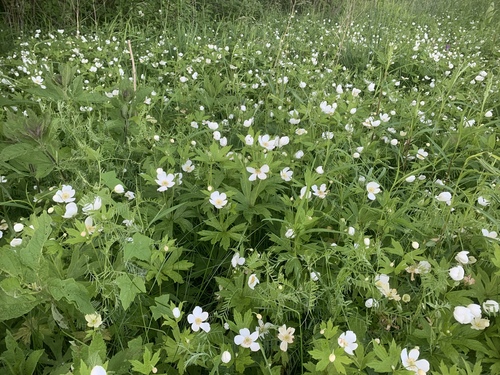 meadow anemone