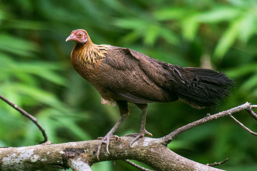 Red Junglefowl