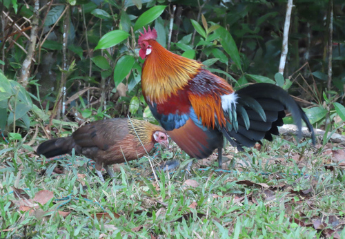 Red Junglefowl