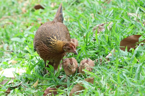 Red Junglefowl