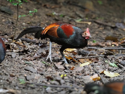 Red Junglefowl