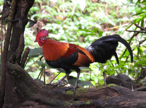 Red Junglefowl