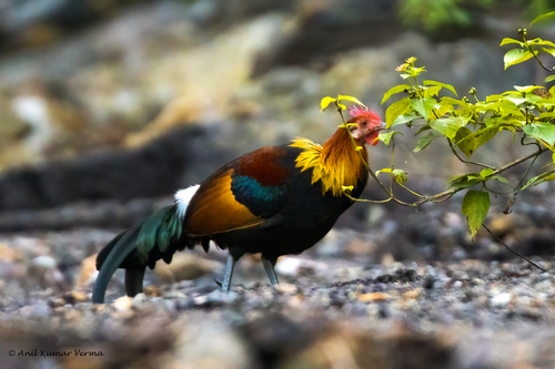 Red Junglefowl