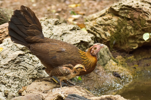 Red Junglefowl
