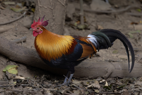 Red Junglefowl