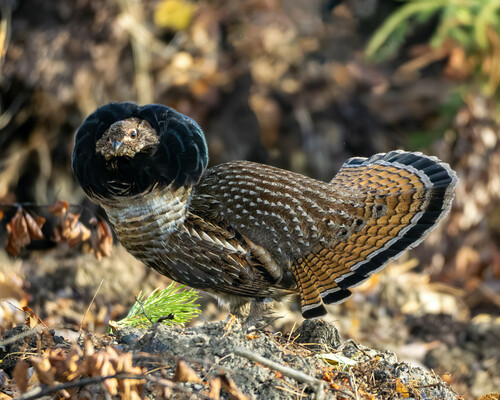 Ruffed Grouse