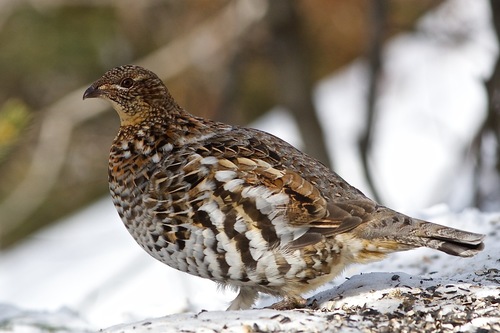 Ruffed Grouse