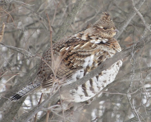 Ruffed Grouse
