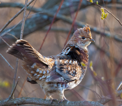 Ruffed Grouse