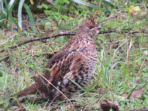 Ruffed Grouse