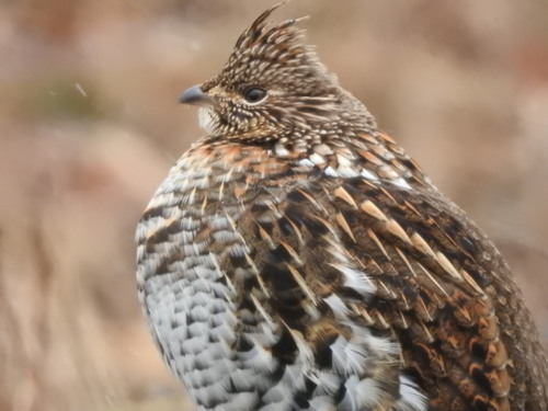 Ruffed Grouse