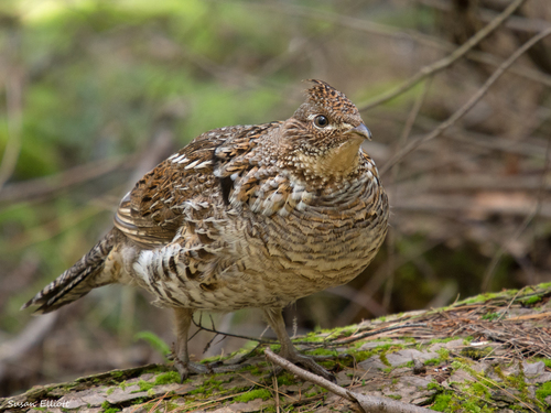 Ruffed Grouse