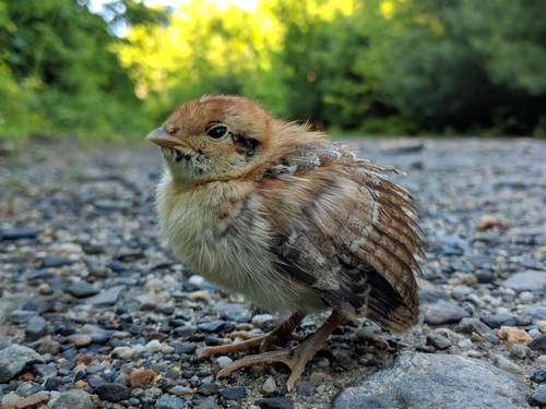 Ruffed Grouse