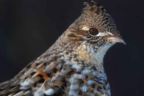 Ruffed Grouse