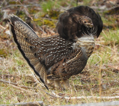 Ruffed Grouse