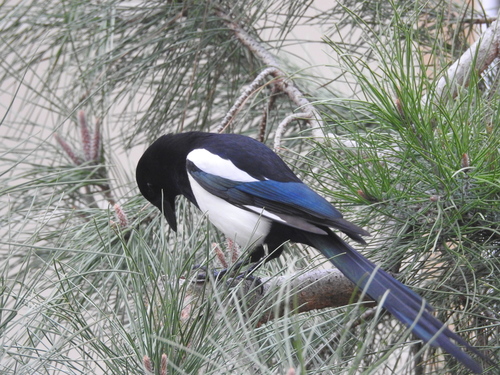 Eurasian Magpie