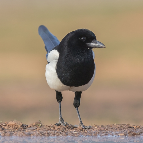 Eurasian Magpie