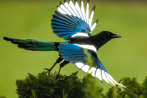 Eurasian Magpie