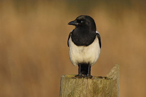 Eurasian Magpie