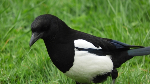 Eurasian Magpie