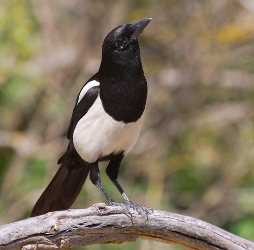 Eurasian Magpie