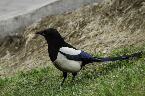 Eurasian Magpie