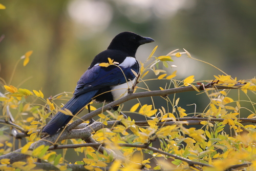 Eurasian Magpie