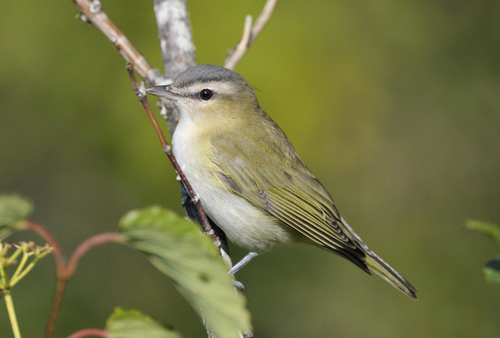 Red-eyed Vireo