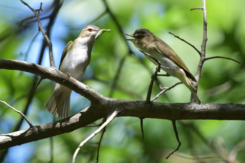 Red-eyed Vireo