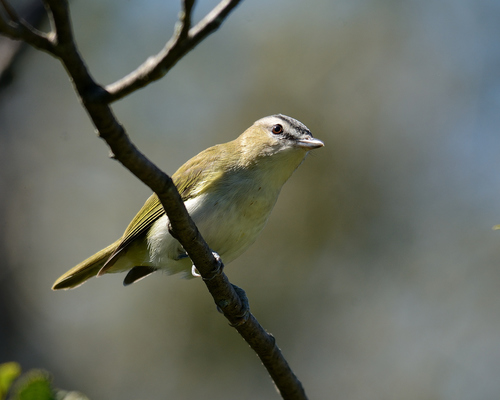 Red-eyed Vireo