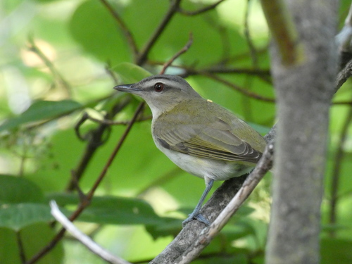 Red-eyed Vireo