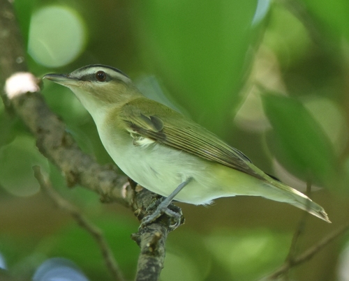 Red-eyed Vireo