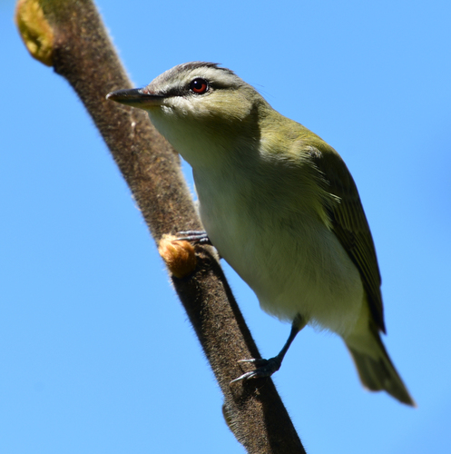 Red-eyed Vireo