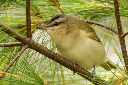 Red-eyed Vireo