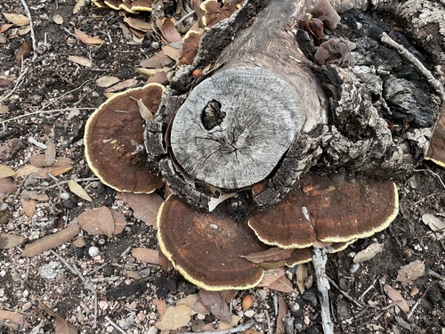 Mustard Yellow Polypore