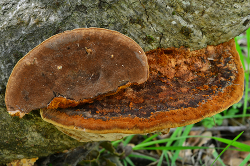 Mustard Yellow Polypore
