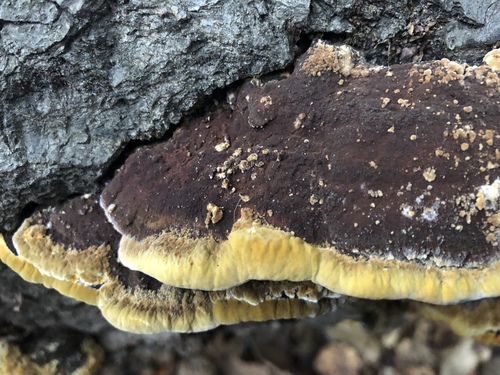 Mustard Yellow Polypore