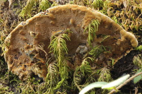 Mustard Yellow Polypore