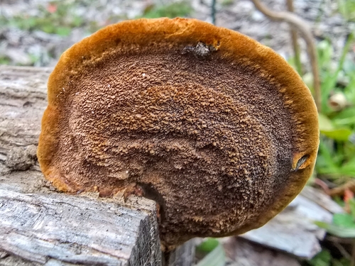 Mustard Yellow Polypore