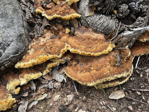Mustard Yellow Polypore