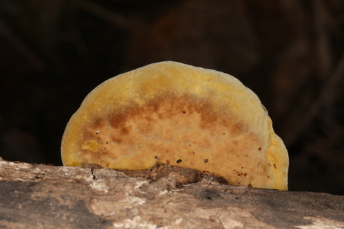 Mustard Yellow Polypore