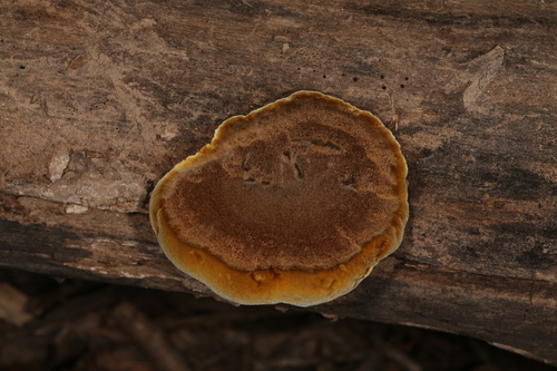 Mustard Yellow Polypore
