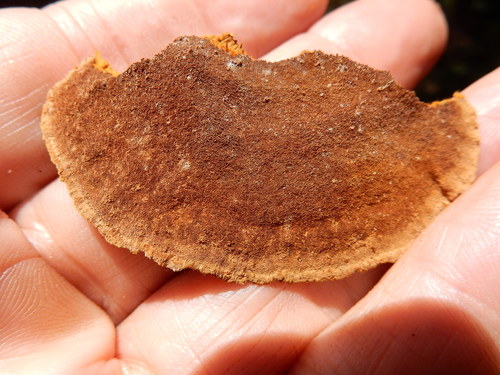 Mustard Yellow Polypore