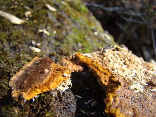 Mustard Yellow Polypore