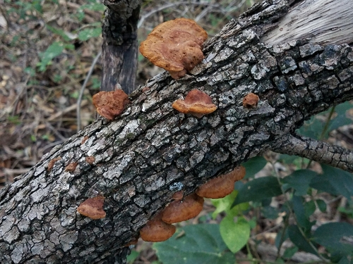 Mustard Yellow Polypore